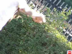 日本盜攝自慰33部合集 - 3