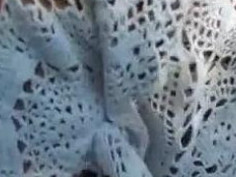 [野外自拍]跟女友去爬山，看她穿著裙子！拉她去草叢插入：打野砲爽嗎？ （有影）