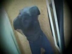 【盗撮】臭いチンポを露出してすそあげをお願いした女性アルバイトのガチリアクションを隠し撮りしてみた！