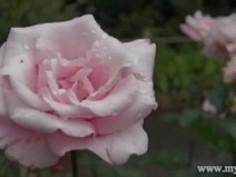 小泉 - 無料ポルノビデオ