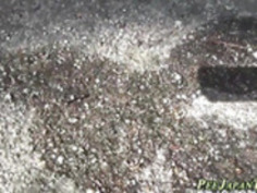 公におもらし日本人