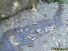 日本のかわい子ちゃんは、排尿します